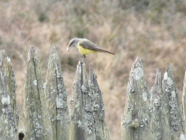 Western Kingbird